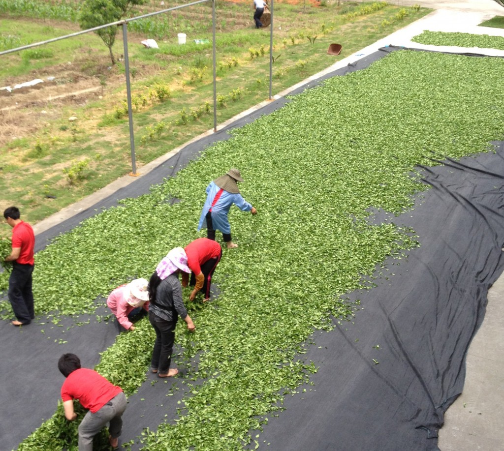 Thee op terrein buiten