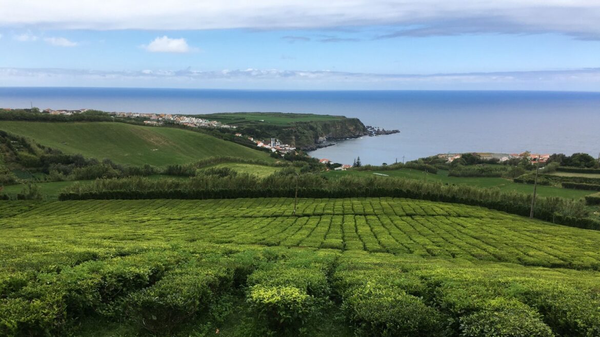 Thee op de Azoren